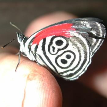 brazilian butterfly