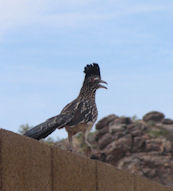 The Roadrunner by Fung Lin Hall
