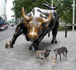 wall street bull